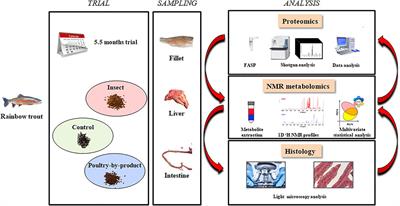 On the Compatibility of Fish Meal Replacements in Aquafeeds for Rainbow Trout. A Combined Metabolomic, Proteomic and Histological Study